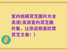室内拍摄灵芝图片大全高清(高清室内灵芝图片集，让你近距离欣赏灵芝之美！)