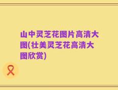 山中灵芝花图片高清大图(壮美灵芝花高清大图欣赏)