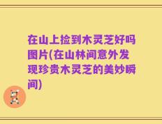 在山上捡到木灵芝好吗图片(在山林间意外发现珍贵木灵芝的美妙瞬间)