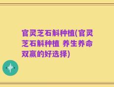 官灵芝石斛种植(官灵芝石斛种植 养生养命双赢的好选择)