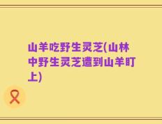 山羊吃野生灵芝(山林中野生灵芝遭到山羊盯上)
