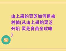 山上采的灵芝如何用来种植(从山上采的灵芝开始 灵芝育苗全攻略)