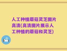 人工种植蘑菇灵芝图片高清(高清图片展示人工种植的蘑菇和灵芝)