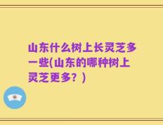 山东什么树上长灵芝多一些(山东的哪种树上灵芝更多？)