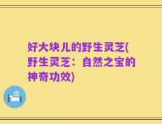 好大块儿的野生灵芝(野生灵芝：自然之宝的神奇功效)