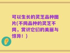 可以生长的灵芝品种图片(不同品种的灵芝不同，赏识它们的美丽与惊异！)