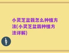 小灵芝盆栽怎么种植方法(小灵芝盆栽种植方法详解)