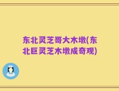 东北灵芝哥大木墩(东北巨灵芝木墩成奇观)