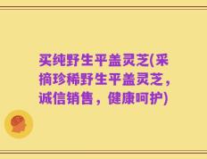 买纯野生平盖灵芝(采摘珍稀野生平盖灵芝，诚信销售，健康呵护)