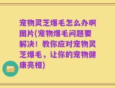 宠物灵芝爆毛怎么办啊图片(宠物爆毛问题要解决！教你应对宠物灵芝爆毛，让你的宠物健康亮相)