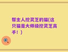 帮主人挖灵芝的猫(这只猫是大师级挖灵芝高手！)