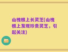 山槐根上长灵芝(山槐根上发现珍贵灵芝，引起关注)