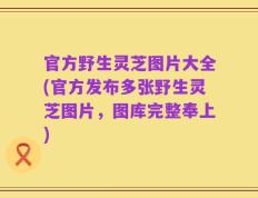 官方野生灵芝图片大全(官方发布多张野生灵芝图片，图库完整奉上)