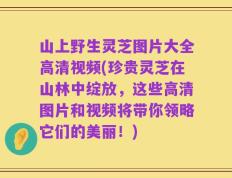 山上野生灵芝图片大全高清视频(珍贵灵芝在山林中绽放，这些高清图片和视频将带你领略它们的美丽！)