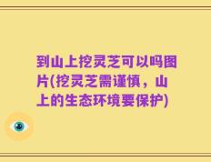 到山上挖灵芝可以吗图片(挖灵芝需谨慎，山上的生态环境要保护)