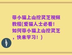 带小猫上山挖灵芝视频教程(爱猫人士必看！如何带小猫上山挖灵芝，快来学习！)