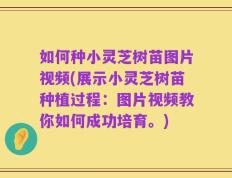 如何种小灵芝树苗图片视频(展示小灵芝树苗种植过程：图片视频教你如何成功培育。)