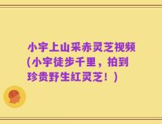 小宇上山采赤灵芝视频(小宇徒步千里，拍到珍贵野生红灵芝！)
