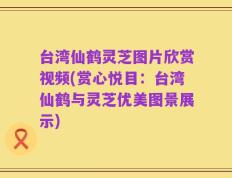 台湾仙鹤灵芝图片欣赏视频(赏心悦目：台湾仙鹤与灵芝优美图景展示)