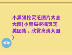 小黑猫挖灵芝图片大全大图(小黑猫挖掘灵芝美图集，欣赏高清大图)