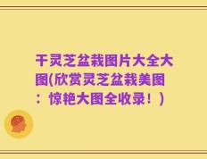 干灵芝盆栽图片大全大图(欣赏灵芝盆栽美图：惊艳大图全收录！)