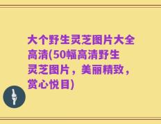 大个野生灵芝图片大全高清(50幅高清野生灵芝图片，美丽精致，赏心悦目)