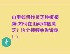 山里如何找灵芝种植视频(如何在山间种植灵芝？这个视频会告诉你！)