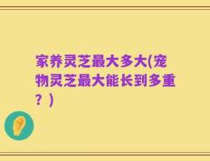 家养灵芝最大多大(宠物灵芝最大能长到多重？)
