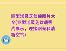 巨型活灵芝盆栽图片大全(巨型活灵芝盆栽照片展示，迎接阳光和清新空气)