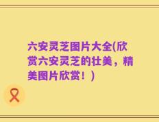 六安灵芝图片大全(欣赏六安灵芝的壮美，精美图片欣赏！)