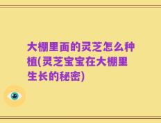 大棚里面的灵芝怎么种植(灵芝宝宝在大棚里生长的秘密)