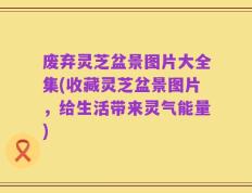 废弃灵芝盆景图片大全集(收藏灵芝盆景图片，给生活带来灵气能量)