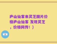 庐山仙客来灵芝图片价格庐山仙客 发现灵芝，价格网传！)