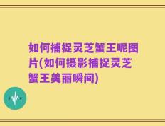 如何捕捉灵芝蟹王呢图片(如何摄影捕捉灵芝蟹王美丽瞬间)