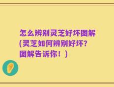 怎么辨别灵芝好坏图解(灵芝如何辨别好坏？图解告诉你！)