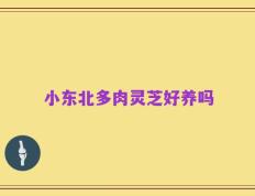小东北多肉灵芝好养吗