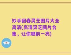 妙手回春灵芝图片大全高清(高清灵芝图片合集，让你眼前一亮)