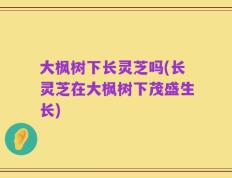 大枫树下长灵芝吗(长灵芝在大枫树下茂盛生长)