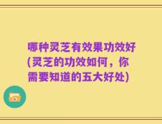 哪种灵芝有效果功效好(灵芝的功效如何，你需要知道的五大好处)