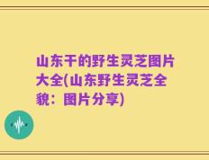 山东干的野生灵芝图片大全(山东野生灵芝全貌：图片分享)