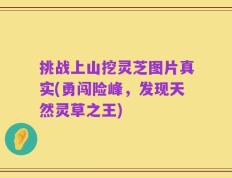 挑战上山挖灵芝图片真实(勇闯险峰，发现天然灵草之王)