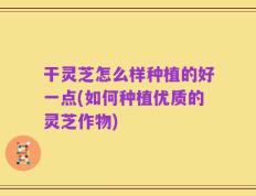 干灵芝怎么样种植的好一点(如何种植优质的灵芝作物)
