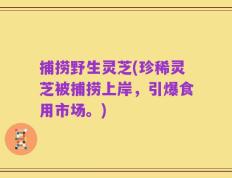 捕捞野生灵芝(珍稀灵芝被捕捞上岸，引爆食用市场。)