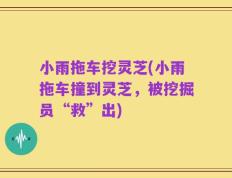 小雨拖车挖灵芝(小雨拖车撞到灵芝，被挖掘员“救”出)