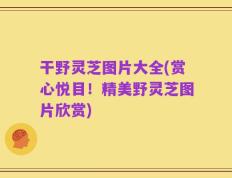 干野灵芝图片大全(赏心悦目！精美野灵芝图片欣赏)
