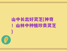 山中长出好灵芝(神奇！山林中种植珍贵灵芝)