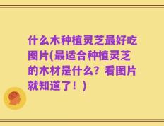 什么木种植灵芝最好吃图片(最适合种植灵芝的木材是什么？看图片就知道了！)