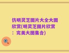 仿明灵芝图片大全大图欣赏(明灵芝图片欣赏：完美大图集合)