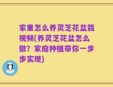 家里怎么养灵芝花盆栽视频(养灵芝花盆怎么做？家庭种植带你一步步实现)