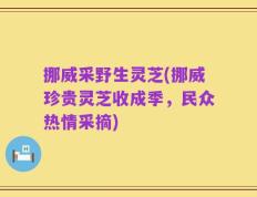 挪威采野生灵芝(挪威珍贵灵芝收成季，民众热情采摘)